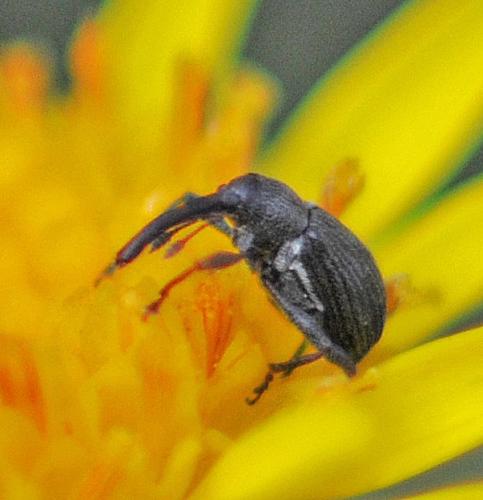 Réf. 317 698 : Anthonomus rubi